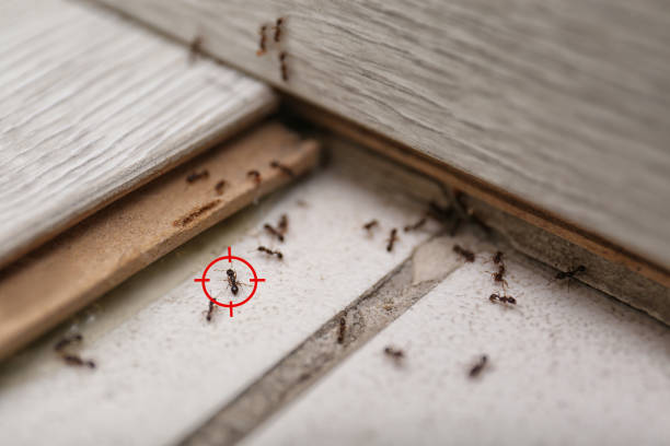 Professional Pest Control in Phillipsburg, GA